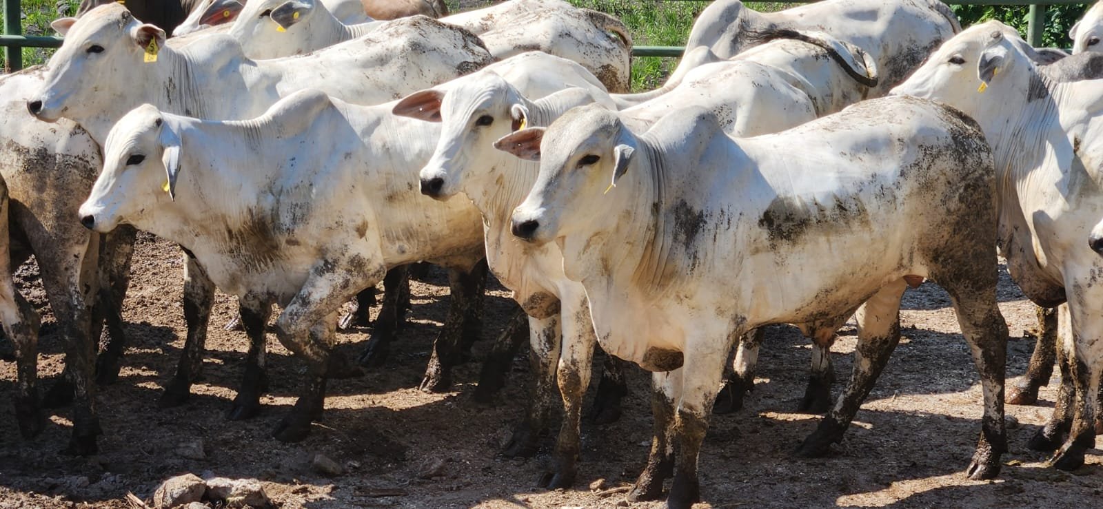 WhatsApp Image 2026-02-21 at 3.18.38 PM (3)